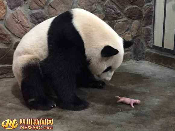 成都大熊猫妮妮今晚产子 小小姐妹花诞生