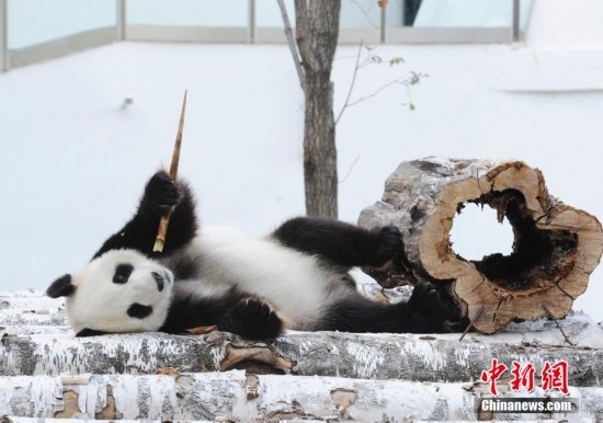 中国首次北方高纬度地区饲养熊猫的名字确定(