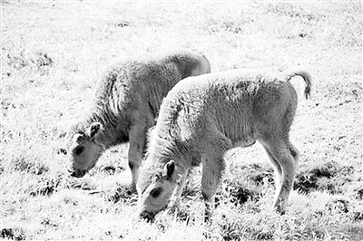 另一头牛犊则产自一个1980年在阿尔伯塔省麋鹿岛采集并冷冻保存的精子