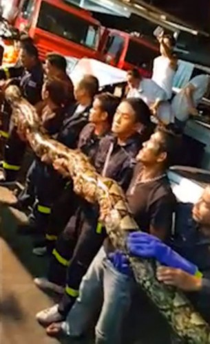 泰中餐馆惊现8米巨蟒 17名消防员出动捕捉