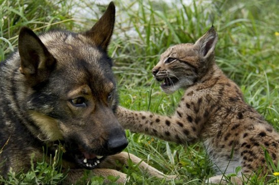 斯洛文尼亚牧羊犬和野山猫成为好朋友 据英国《每日邮报》2012年3月