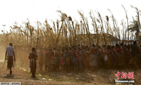 斯威士兰国王选妃 大批少女半裸盼垂青(组图)