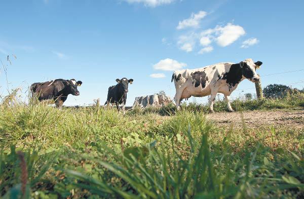 中国奶粉需求下跌重创纽西兰奶农 为减开支杀