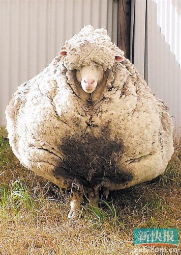 澳大利亚流浪绵羊5年没剪毛 一次剪下40公斤羊
