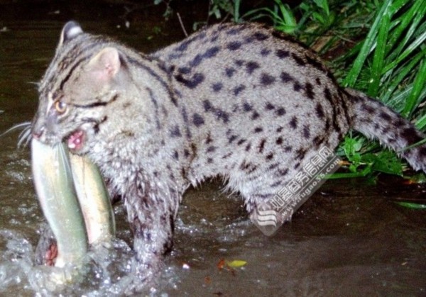 消失多年钓鱼猫现身柬埔寨 看起来萌萌嗒生性