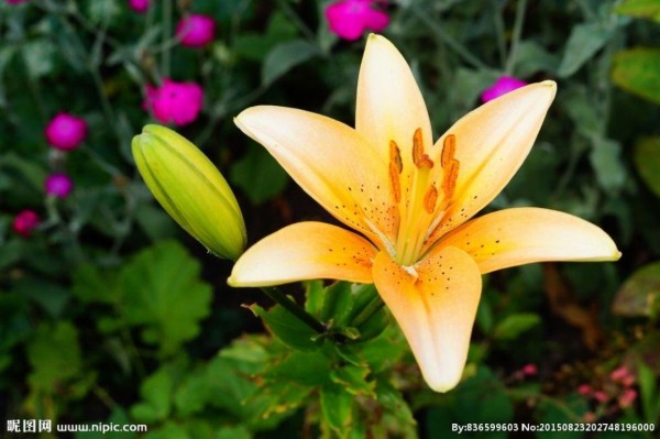 教师节送什么礼物 送老师鲜花推荐及寓意_中国