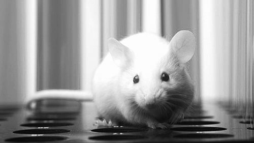 《自然》杂志宣布调整动物试验政策