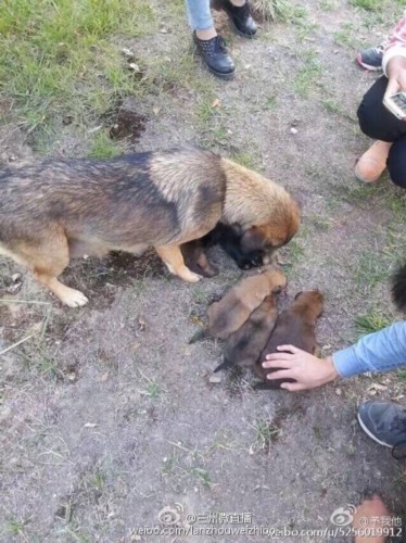 组图:兰州一高校保安活埋校园流浪狗_中国网教