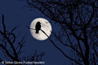 图文：EricHosking奖-月亮和乌鸦