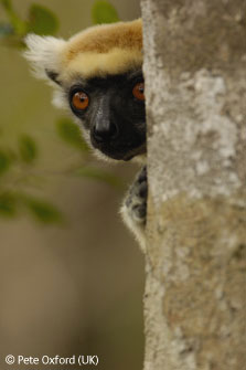 图文：濒危野生动物二等奖-马达加斯加狐猴
