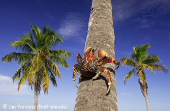 图文：成人组动物与环境奖-椰子蟹