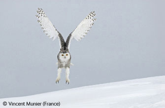 图文：动物行为组(鸟类)-雪地着陆