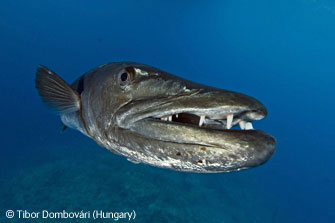 图文：动物肖像组-梭鱼