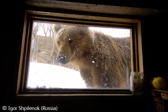 图文：城市和园林野生动物组-熊