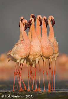 圖文：動物行為組(鳥類)第二名-火烈鳥之舞