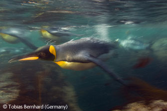 图文：动物行为组(其它)推荐-游泳之王企鹅