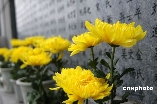 南京大屠杀纪念馆的员工们在"哭墙"前摆上菊花,祭奠69年前被侵华日军