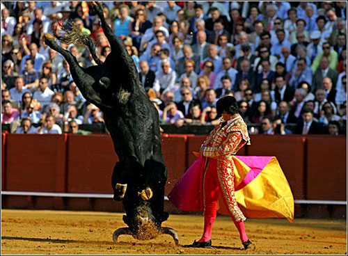 4月29日西班牙Seville，一只公牛凌空飞起一头扎在斗牛场上。