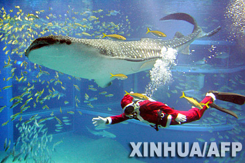 “圣诞老人”与鲸鲨共舞 11月17日，在日本大阪市的水族馆里，一名装扮成圣诞老人的潜水员与一条6米长的鲸鲨为参观者表演。 新华社/法新