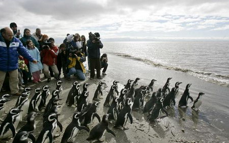 2006年5月，阿根廷南部圣克鲁斯省一处自然保护区的海岸附近出现了400多只被石油污染的企鹅。图为海岸被清理好之后，记者记录企鹅返回家园的情景。