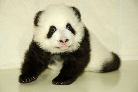 1号大熊猫宝宝110日龄