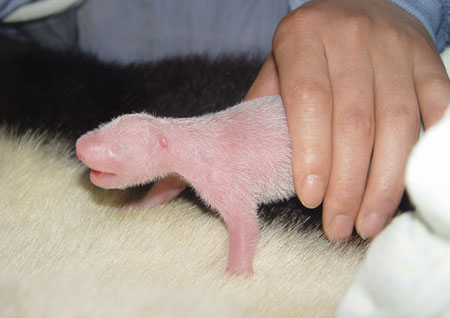 14号大熊猫宝宝2日龄