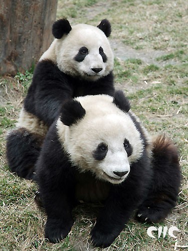 赠港大熊猫的的照片
