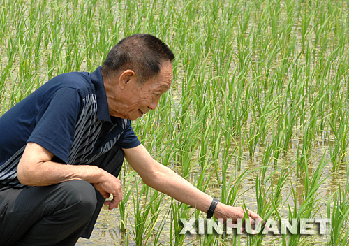 5月10日，袁隆平在观察水稻秧苗长势。     袁隆平并不怕别人把自己当农民。     若论外形，他实在是像得不能再像，甚至，站在一群每日下田耕作的农民中，其中那个最像农民的就是袁隆平――他比真正的农民还黑、皮肤还粗糙、装束还简单，浑然没有人们印象中大科学家的外在风度。但中国人靠占全球8％的耕地面积养活了占全球22％的人口，很大一部分原因是因为中国有了个袁隆平。