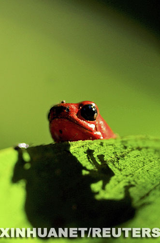 這張2006年1月12日拍攝的照片展示了生活在哥斯大黎加薩拉皮基的一隻火紅叢蛙。科學家5月22日稱哥斯大黎加叢林中已有17種兩棲類動物滅絕，其原因極有可能是全球變暖。 新華社/路透 