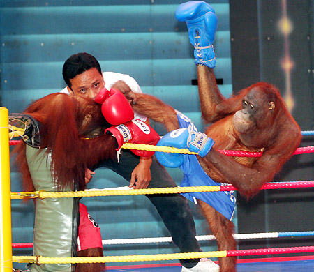 红毛猩猩拳击赛 谁能戴上金腰带(组图)