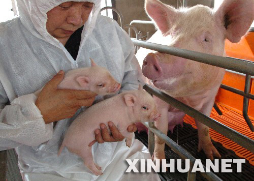 中国成功克隆出世界著名医用小型猪[组图]
