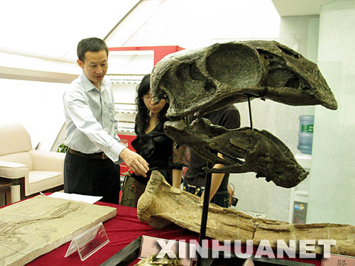 6月13日，中国科学院古脊椎动物与古人类研究所研究员徐星(左一）向记者介绍二连巨盗龙化石。当日，中国科学院古脊椎动物与古人类研究所专家宣布，经研究确认，在内蒙古自治区二连浩特市发现的一具巨型兽脚类化石是当今世界上最大的似鸟恐龙化石。这具化石是我国科学家于2005年在内蒙古二连盆地大约8000万年前沉积的岩石中发现的，体长约8米，站立高度超过5米。中国科学院与内蒙古自治区国土资源局的学者经过两年的联合研究得出结论，这具化石属于鸟类的近亲――窃蛋龙类，而且是一种处于过渡类型的窃蛋龙，专家最终将其命名为二连巨盗龙。 新华社记者孙闻摄 