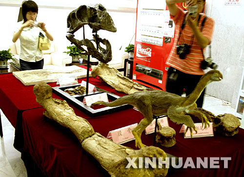 6月13日，媒体记者在中国科学院古脊椎动物和古人类研究所参观正在展出的二连巨盗龙部分骨骼化石。当日，中国科学院古脊椎动物与古人类研究所专家宣布，经研究确认，在内蒙古自治区二连浩特市发现的一具巨型兽脚类化石是当今世界上最大的似鸟恐龙化石。这具化石是我国科学家于2005年在内蒙古二连盆地大约8000万年前沉积的岩石中发现的，体长约8米，站立高度超过5米。中国科学院与内蒙古自治区国土资源局的学者经过两年的联合研究得出结论，这具化石属于鸟类的近亲――窃蛋龙类，而且是一种处于过渡类型的窃蛋龙，专家最终将其命名为二连巨盗龙。 新华社记者李欣摄 