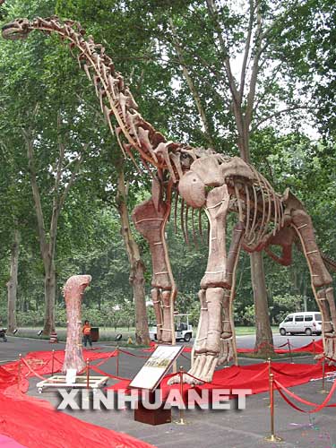 这是汝阳黄河巨龙骨骼化石复制品（摄于7月3日）。 7月3日，河南省国土资源厅召开新闻发布会宣布，经过近两年的努力，地质工作者在河南省汝阳县发现了目前已知亚洲最高、最重、体腔最大的恐龙――汝阳黄河巨龙。中科院古脊椎与古人类研究所专家认为，该恐龙动物的发掘，不仅改写了汝阳盆地一带为新生代早期地层的错误说法，而且在研究巨型蜥脚类恐龙的分布、迁徙、演化方面具有重要的科学价值。