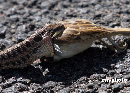 7月22日，在辽宁新民仙子湖风景区，一条蛇在吞食一只小鸟。由于众人的围观，这条蛇受惊跑进草地，没有吞掉小鸟，但小鸟已经死亡。