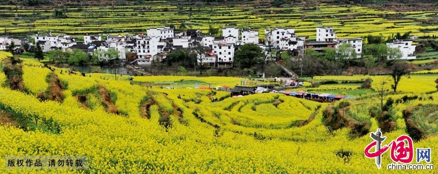 3月21日，江西省婺源县江岭，十万亩油菜花竞相开放，整个村庄黄灿灿一片，呈现出一幅花的海洋的醉人画面。