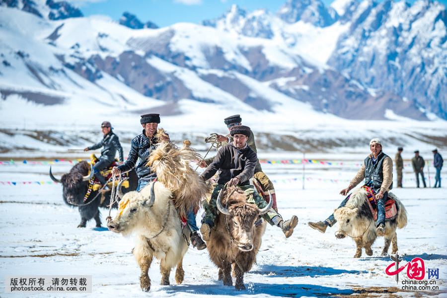   牦牛叼羊是新疆帕米尔高原海拔4000米左右地区举行的一项特殊的体育竞技项目。帕米尔高原海拔4000米，居住在这里的，90%是塔吉克族。在这近半年时间都是大雪封山的地区，每逢传统节日或举办婚礼，仍然有叼羊比赛。