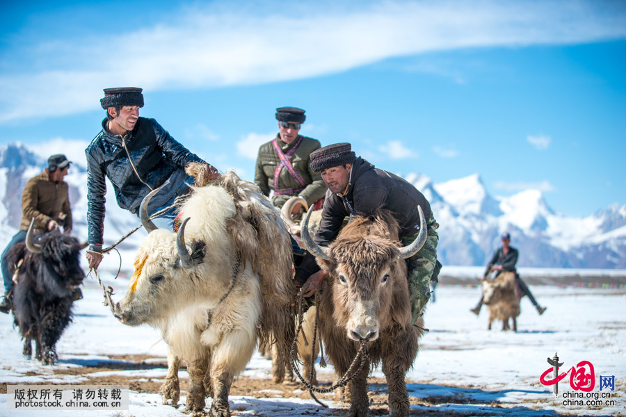     叼羊比赛，一般都是骑在马背上进行争夺，但在帕米尔高原却是例外，居住在那里的塔吉克人是骑在牦牛背上进行比赛。在新疆喀什地区塔什库尔干塔吉克自治县，只有麻扎种羊场和提孜那甫乡这两个乡镇海拔较高，而且牦牛较多的地区进行牦牛叼羊比赛。