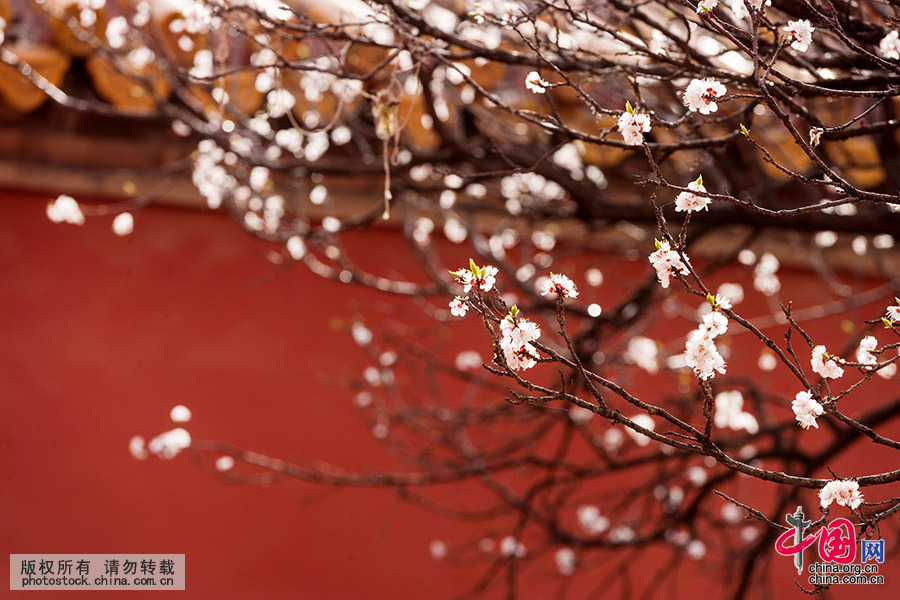 立夏,探秘故宫 春末夏初红墙白瓦中百花斗艳[组图]