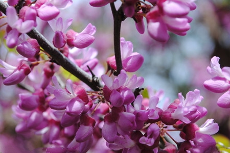 紫藤花开花的图片