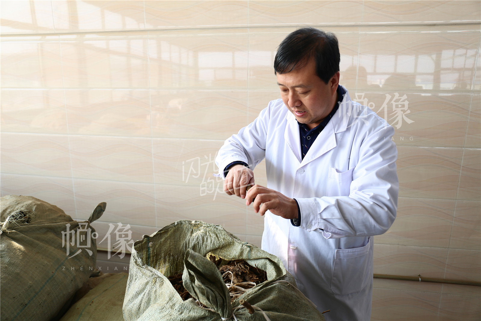 为了保证中药的治疗效果，王金海每次都要去药材产地去购买，这些野生黄芩就是他最近买回来的。中国网记者 黄富友 摄