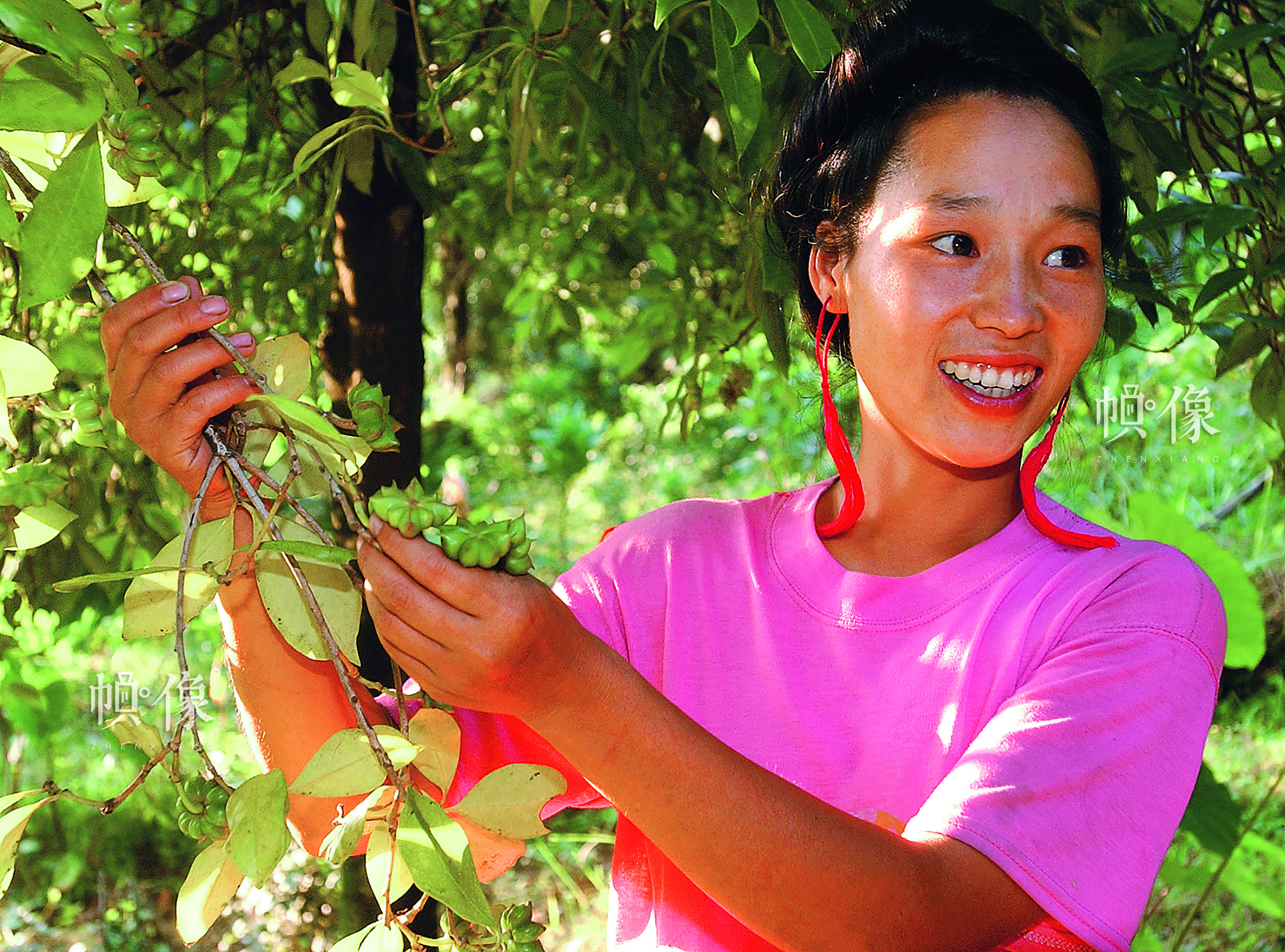 兰仙英，红瑶族，曾在广西融水县白云乡中心校第一届红瑶女童班就读，1996年9月初中毕业后一直在家务农，种植八角经济作物，她家成为村里最富裕的家庭。她还带动和帮助村里的人一起种植经济作物，是村里唯一的女党员。中国儿基会供图