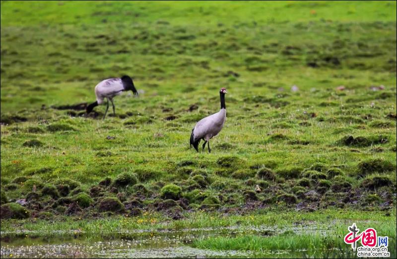 甘孜州石渠长沙贡玛湿地入选国际重要湿地