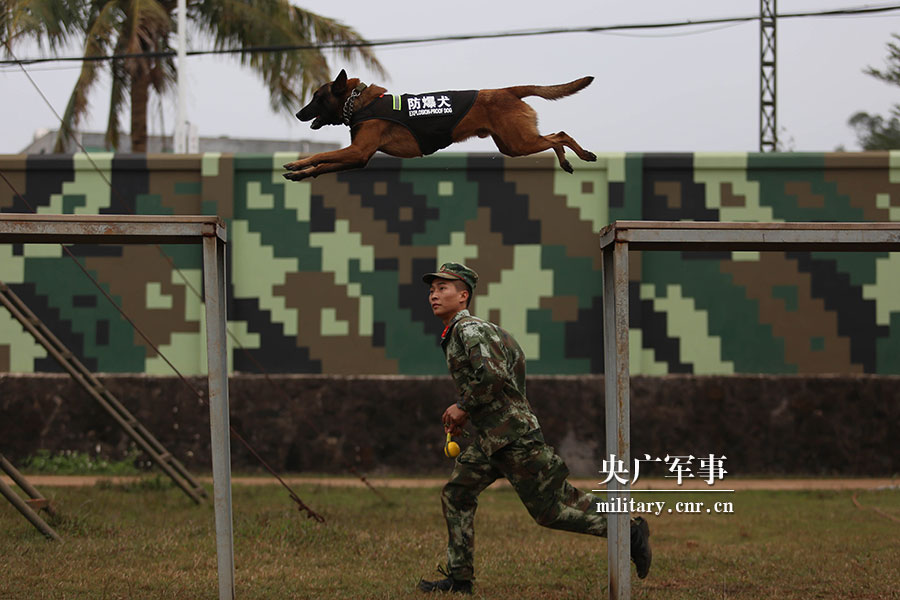 武警海南总队机动支队:看警犬班的狗年新生活(8/11)