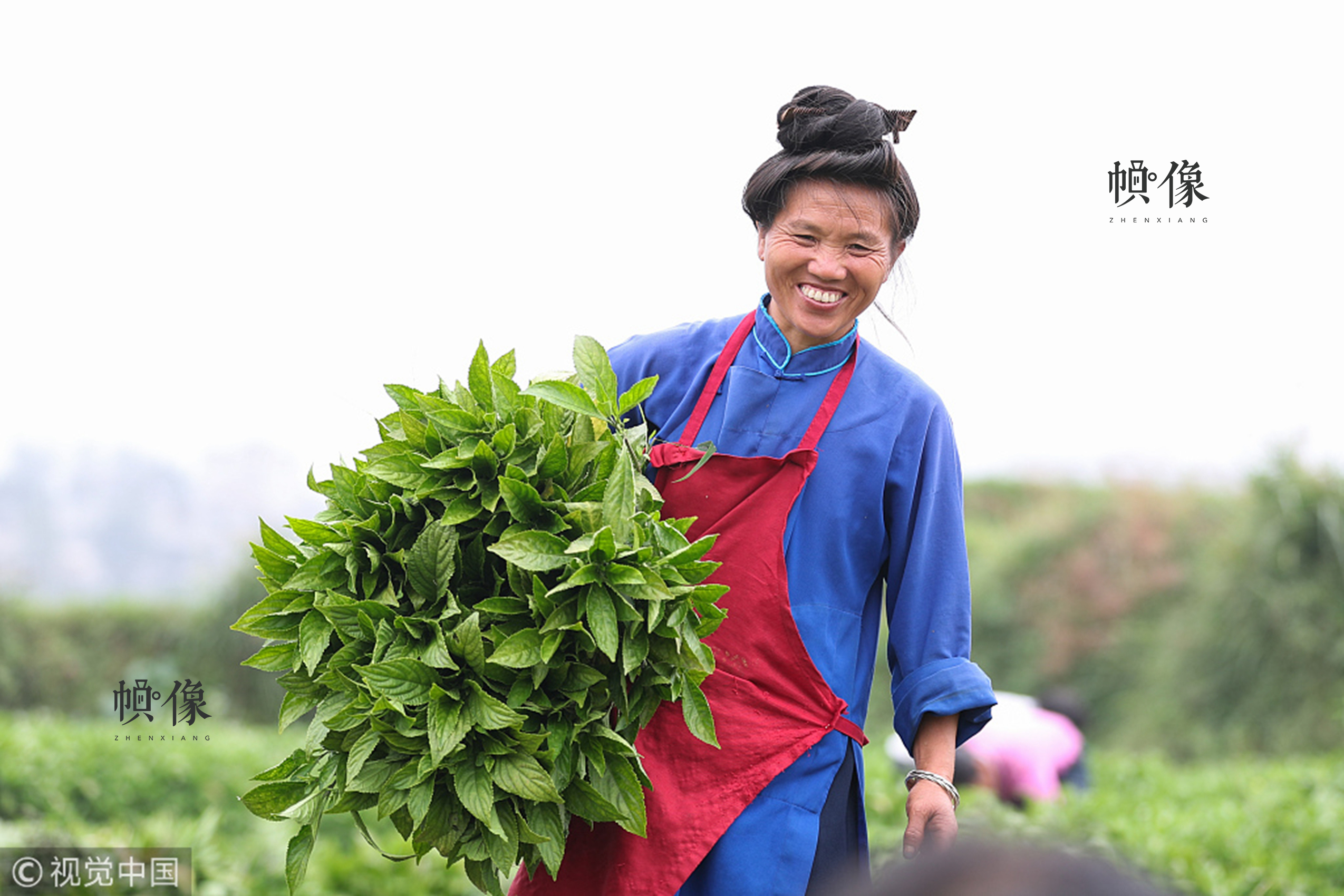2017年10月11日，一位苗族婦女在田間抱著板藍根準備裝車。貴州中草藥種類繁多，隨著貴州省脫貧攻堅戰役的打響，中草藥産業日漸成為貴州山區農民脫貧致富的主要渠道之一。視覺中國