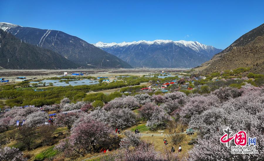 醉美林芝 桃花盛开(摄影 舒珺)