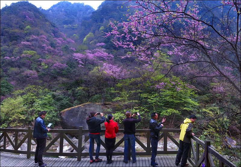 四川青川唐家河紫荆花现已绽放并开启赏花模式