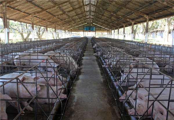 全球趋势:消费者希望超市提供高福利猪肉-中国