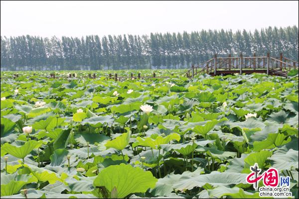 江苏沛县湖西农场:振兴乡村 打造游园综合体