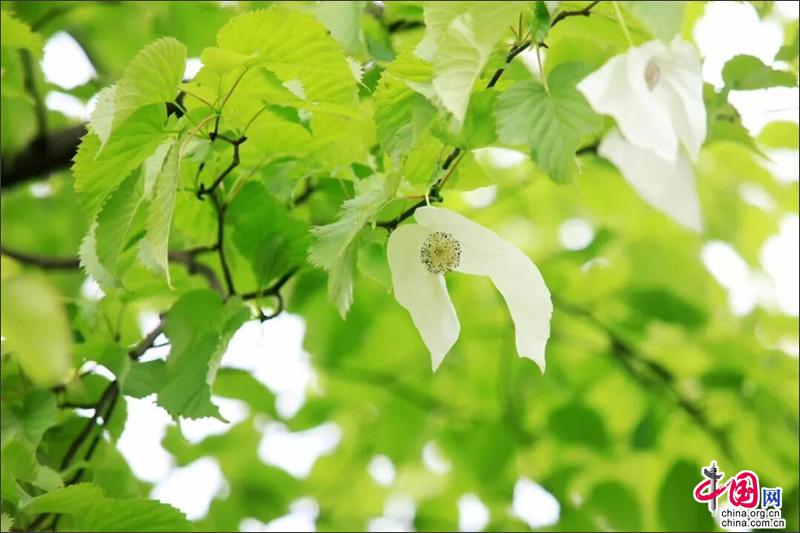 四川绵阳平武千亩珙桐花开成海 五一赏花观日出